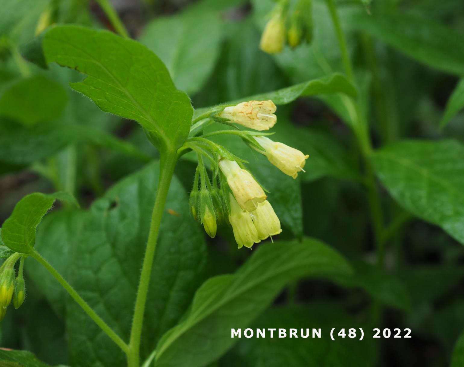 Comfrey, Tuberous